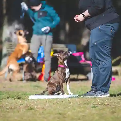 Hundar som tränar lydnad på Landskrona Brukshundsklubb.