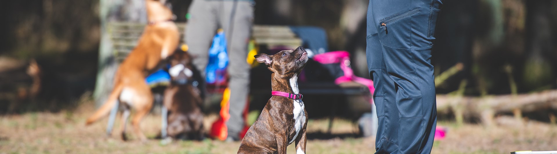 Hundar som tränar lydnad på Landskrona Brukshundsklubb.