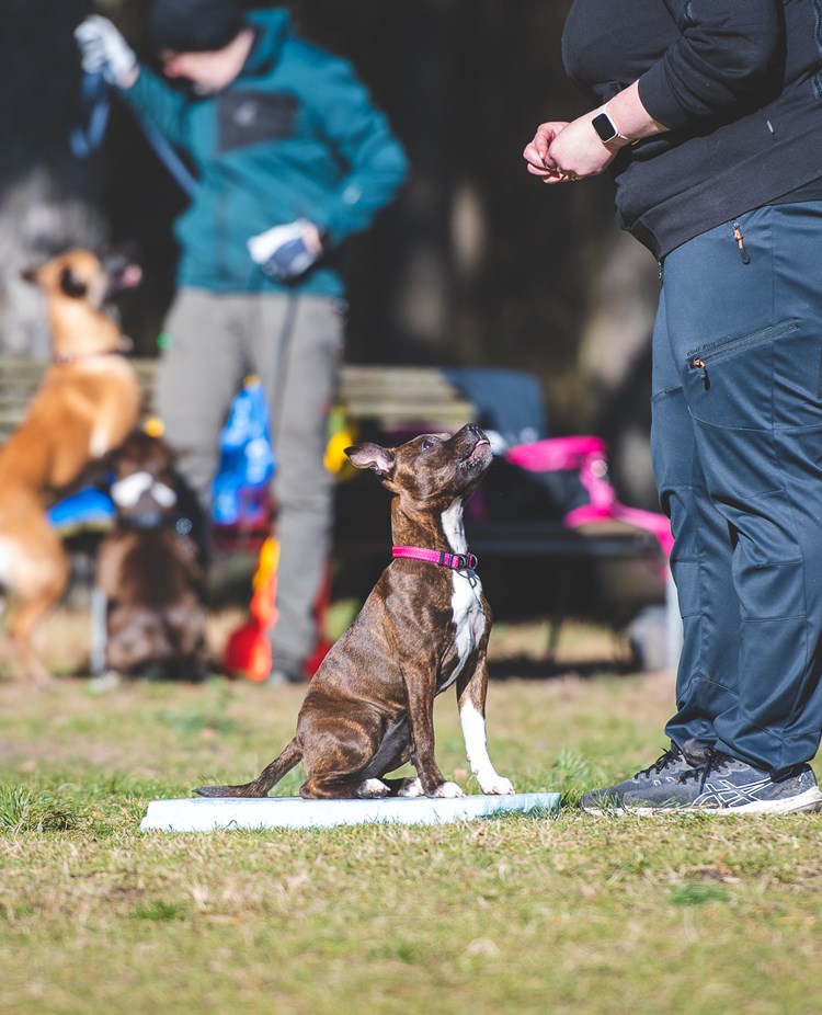 Hundar som tränar lydnad på Landskrona Brukshundsklubb.