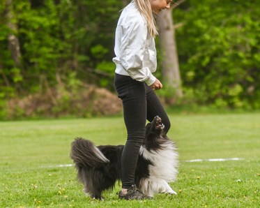 Hund går mellan sin människas ben