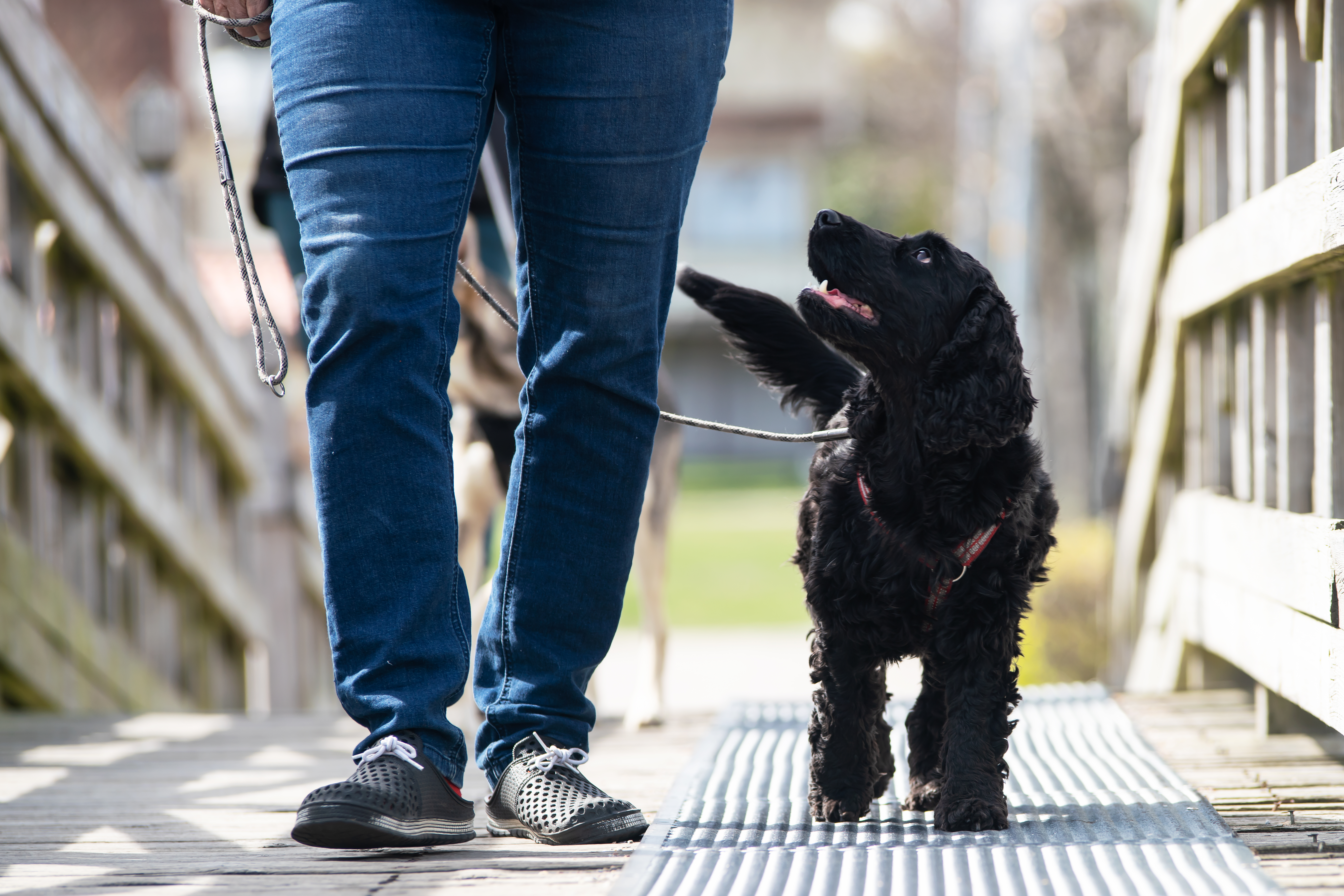 Den svarta engelska Cockerspanieln Nemi på promenad med sin matte i kursen vardagslydnad.
