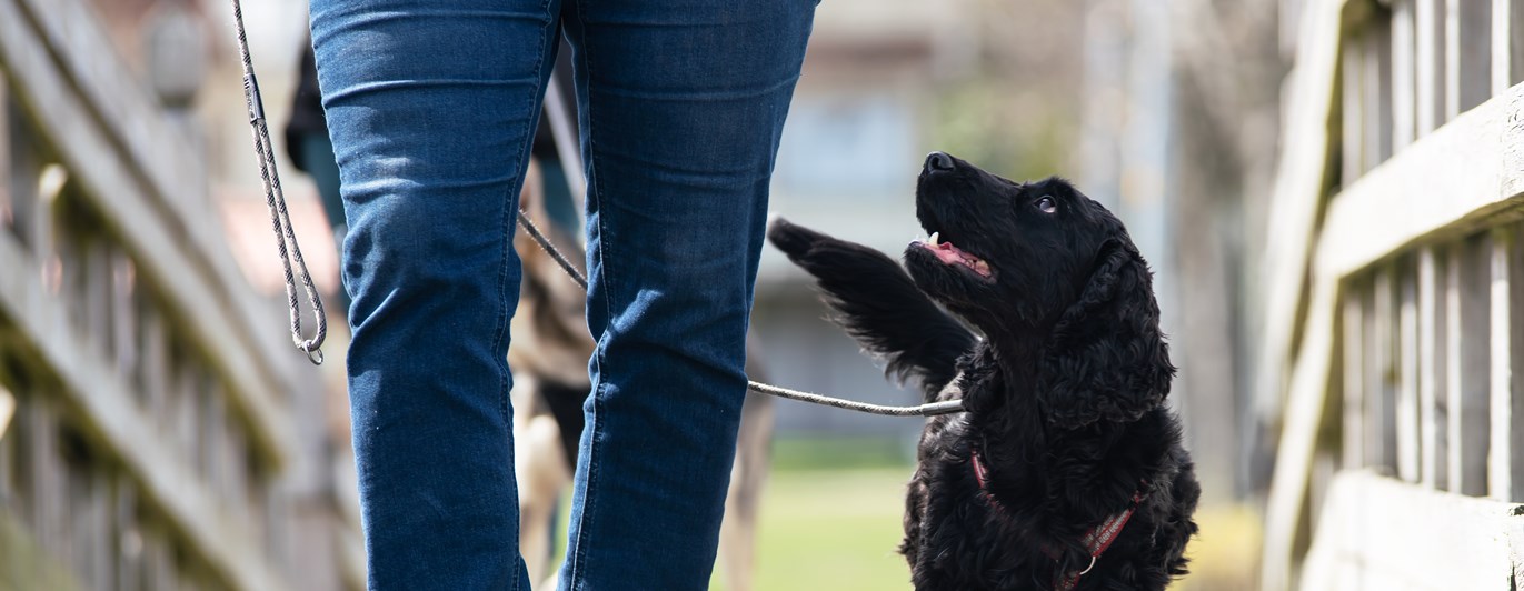 Den svarta engelska Cockerspanieln Nemi på promenad med sin matte i kursen vardagslydnad.