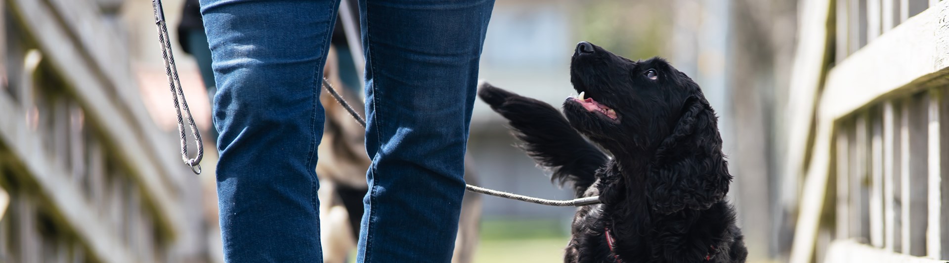 Den svarta engelska Cockerspanieln Nemi på promenad med sin matte i kursen vardagslydnad.
