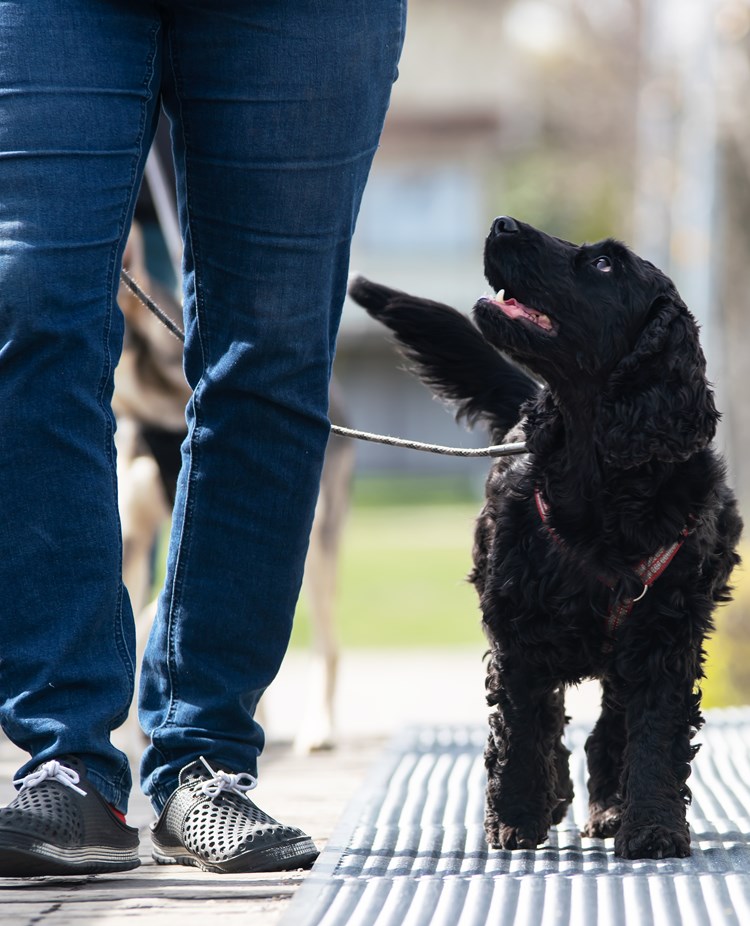 Den svarta engelska Cockerspanieln Nemi på promenad med sin matte i kursen vardagslydnad.