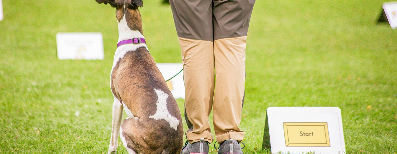 Hund sitter vid sin människas sida och tittar uppmärksamt uppåt