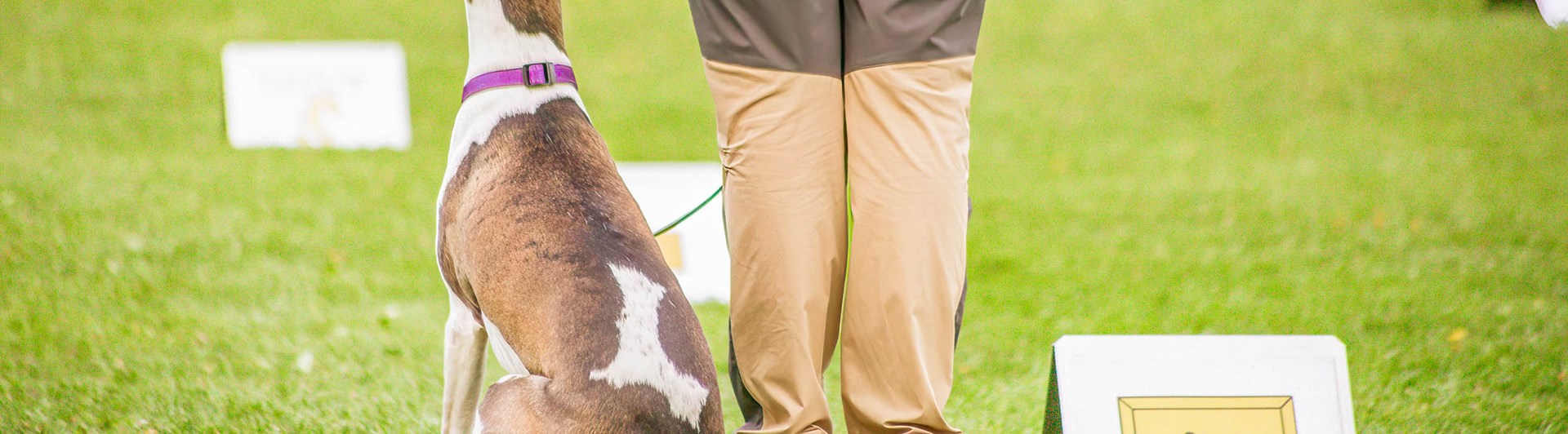 Hund sitter vid sin människas sida och tittar uppmärksamt uppåt