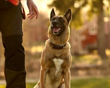 Malinois
