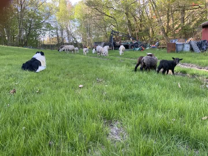 En border collie och några får
