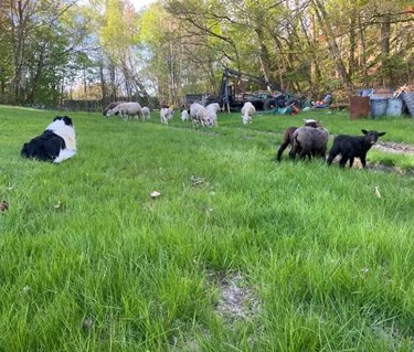 En border collie och några får
