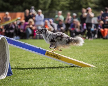 Agility