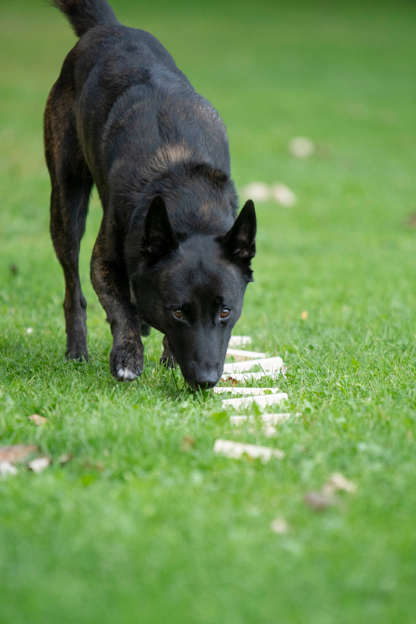 Stor mörk hund som söker över vittrinspinnar