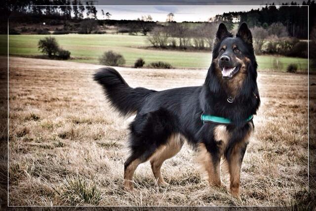 En chodský pes sår på ett fält
Foto: Romcana De Verová