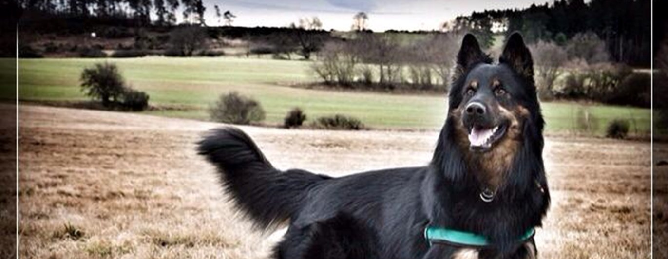 En chodský pes sår på ett fält
Foto: Romcana De Verová