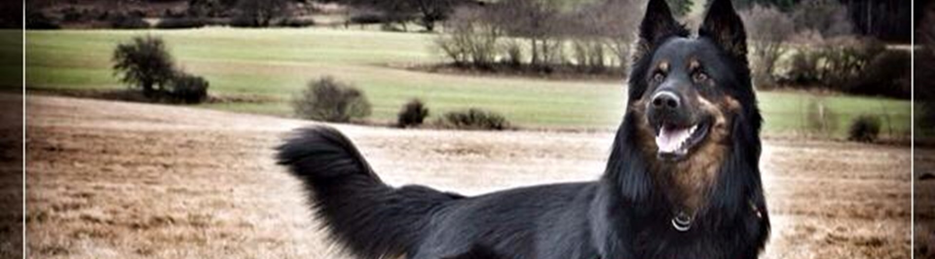 En chodský pes sår på ett fält
Foto: Romcana De Verová