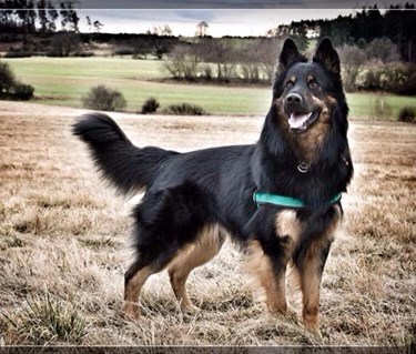 En chodský pes sår på ett fält
Foto: Romcana De Verová