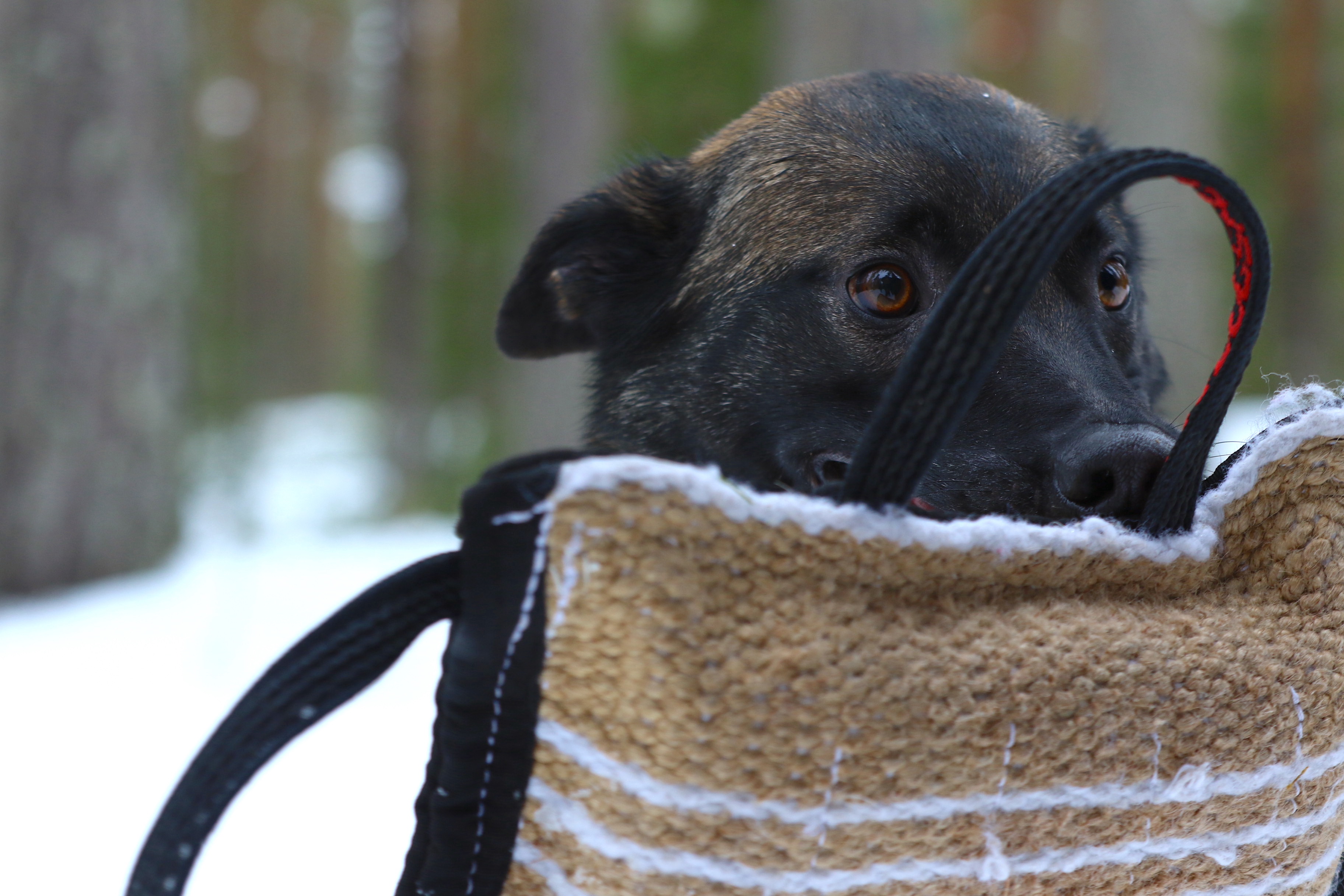 Nedansiljans brukshundsklubb
