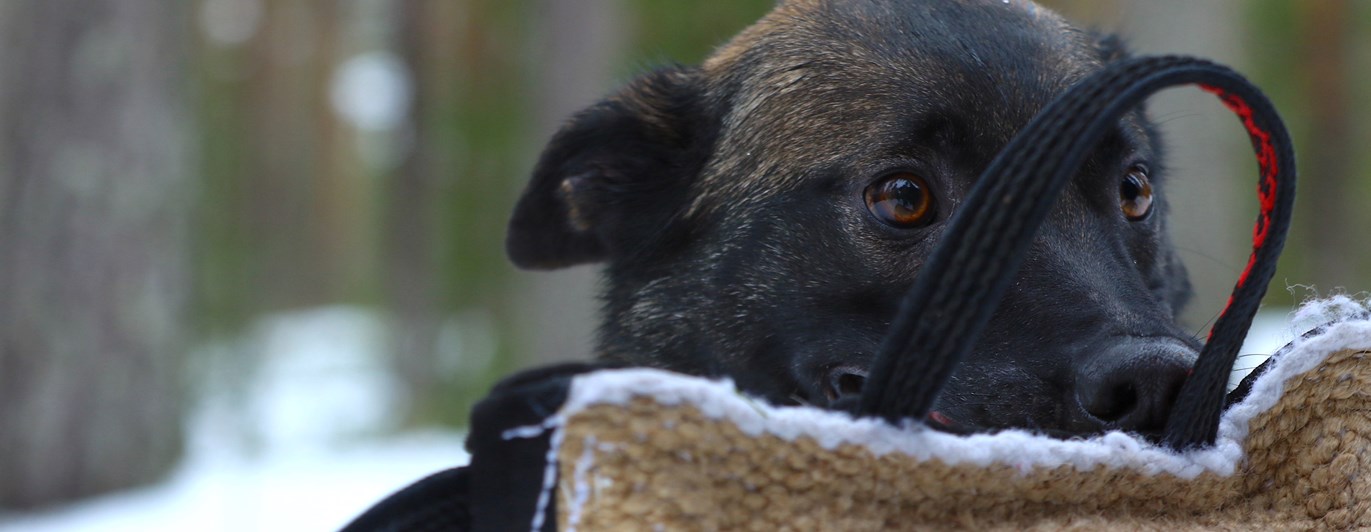 Nedansiljans brukshundsklubb