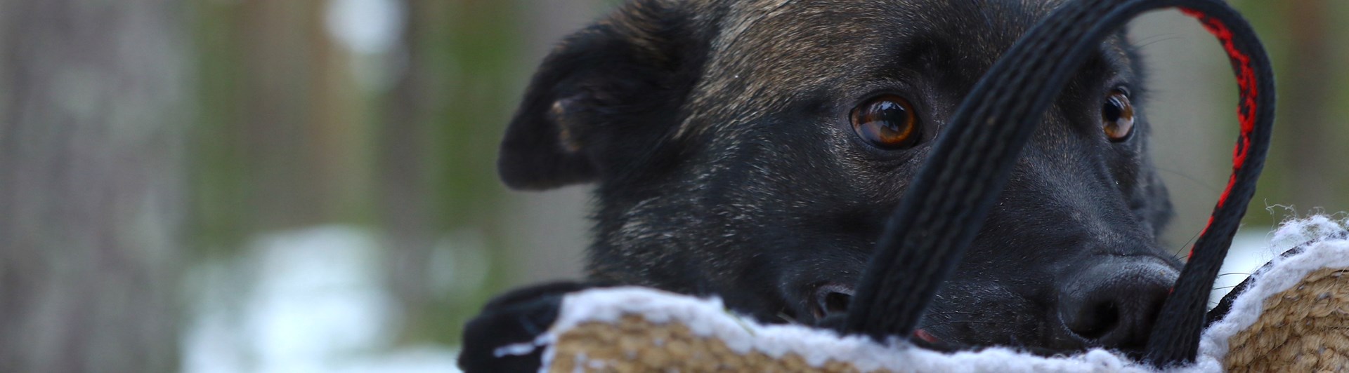 Nedansiljans brukshundsklubb