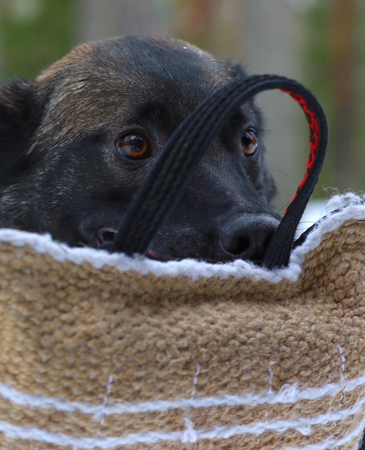 Nedansiljans brukshundsklubb