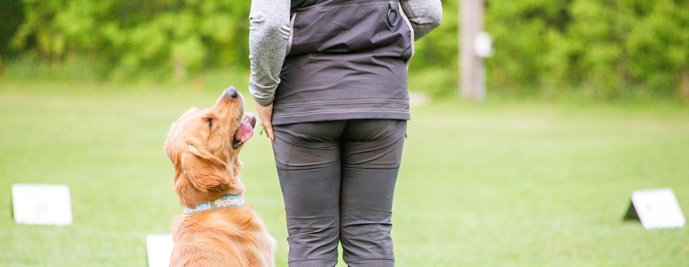 Hund sitter vid sin människas sida och tittar aktivt uppåt