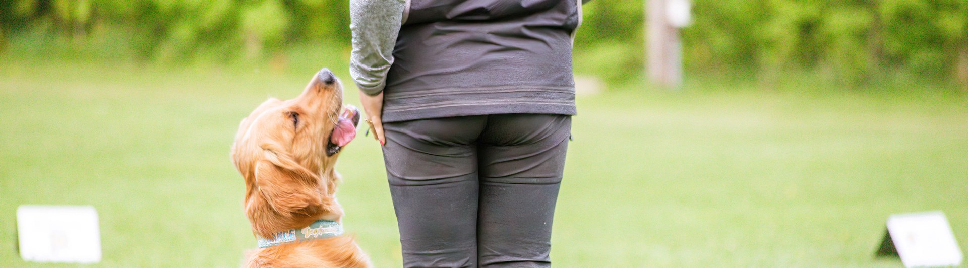 Hund sitter vid sin människas sida och tittar aktivt uppåt