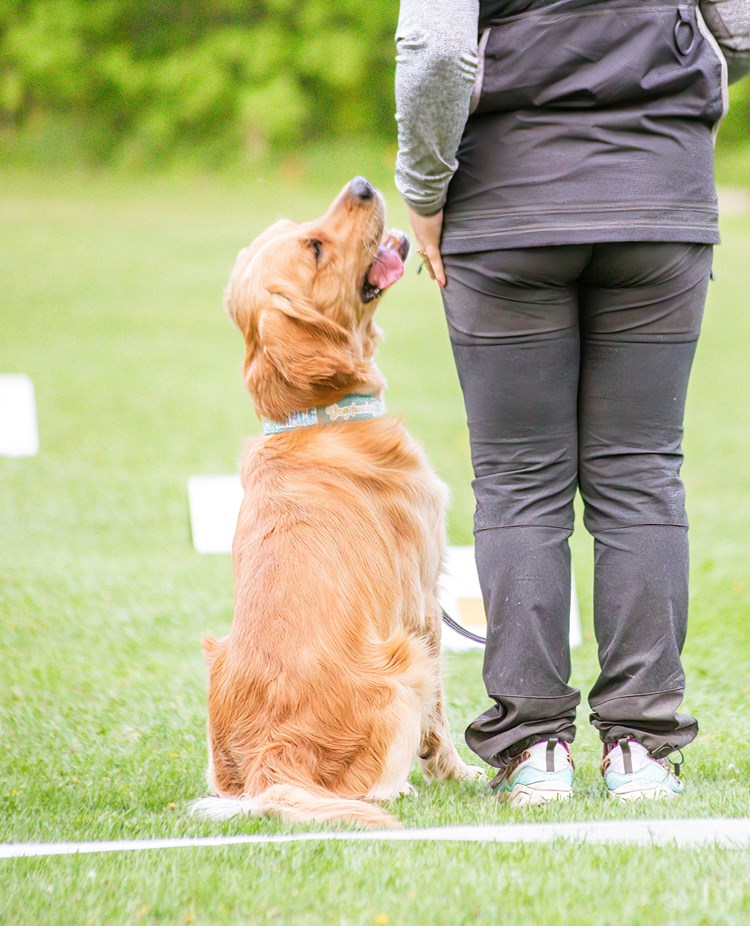 Hund sitter vid sin människas sida och tittar aktivt uppåt