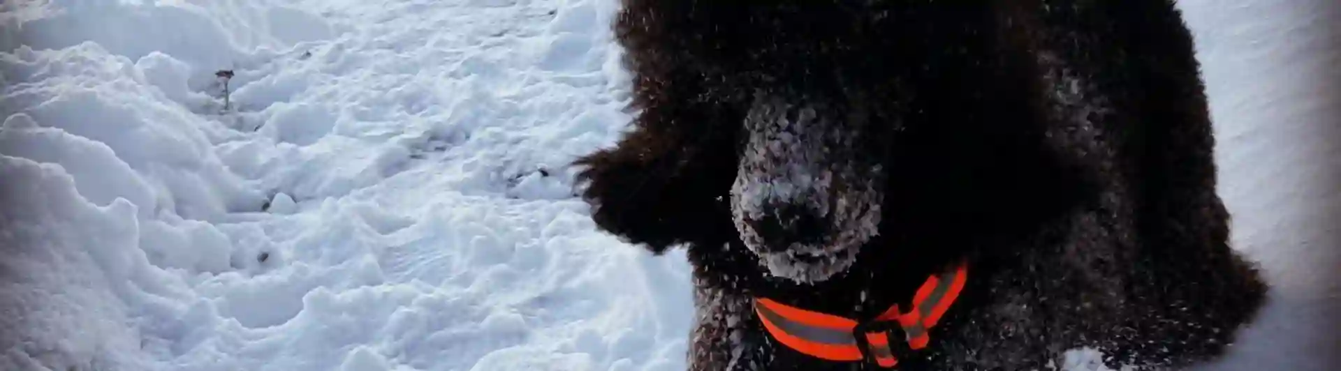 Hund hoppar i snö