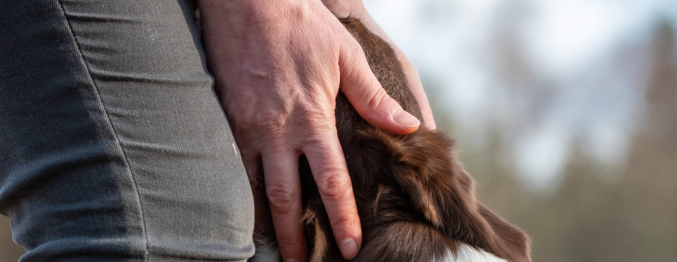 Hund och händer