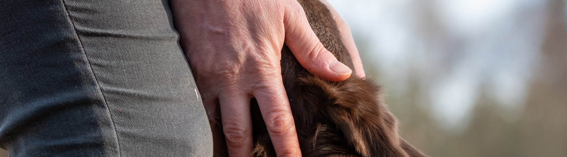 Hund och händer