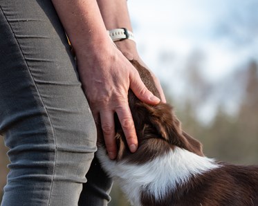 Hund och händer