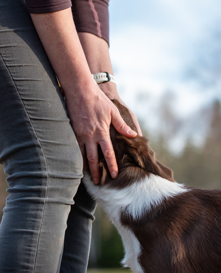 Hund och händer