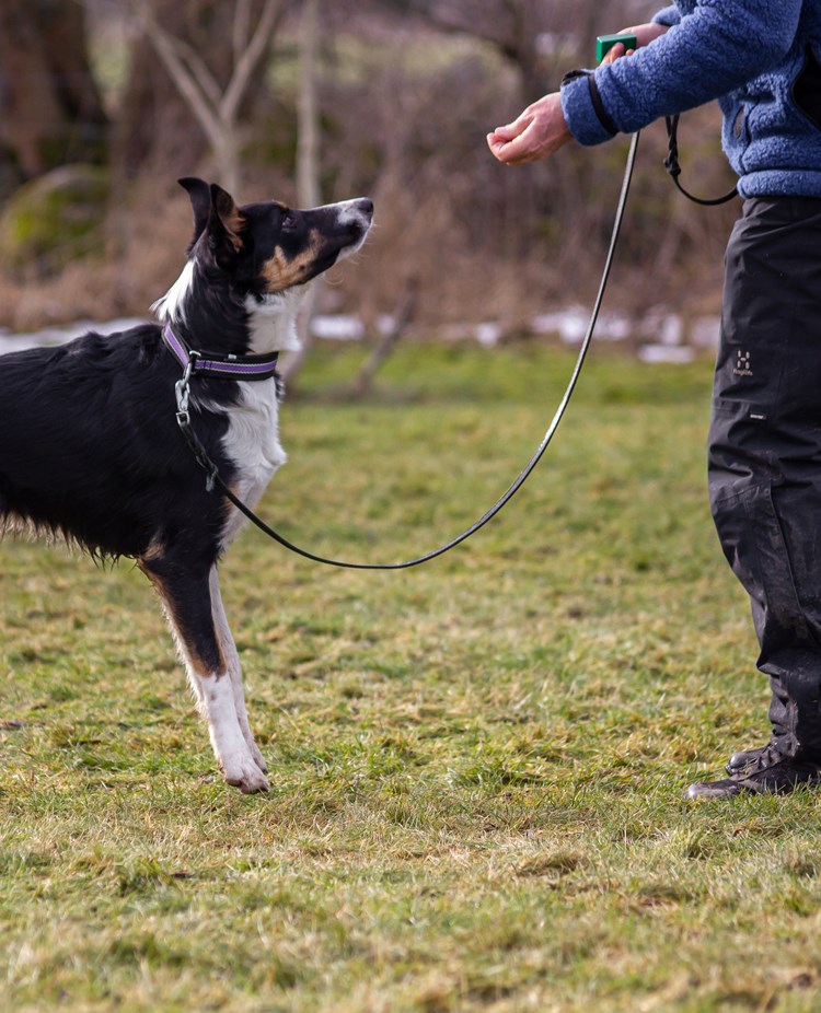 Border Collie