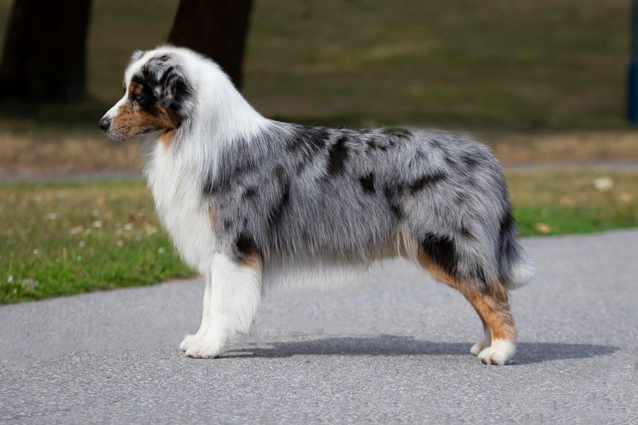 Australian Shepherd