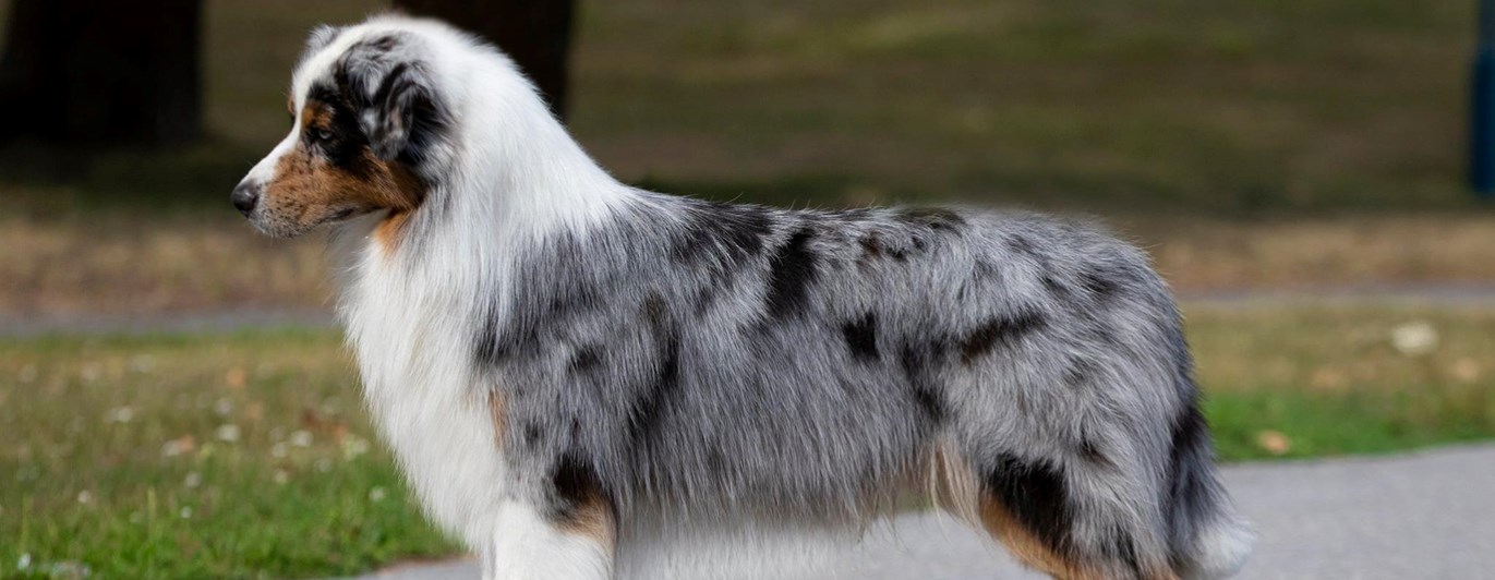 Australian Shepherd
