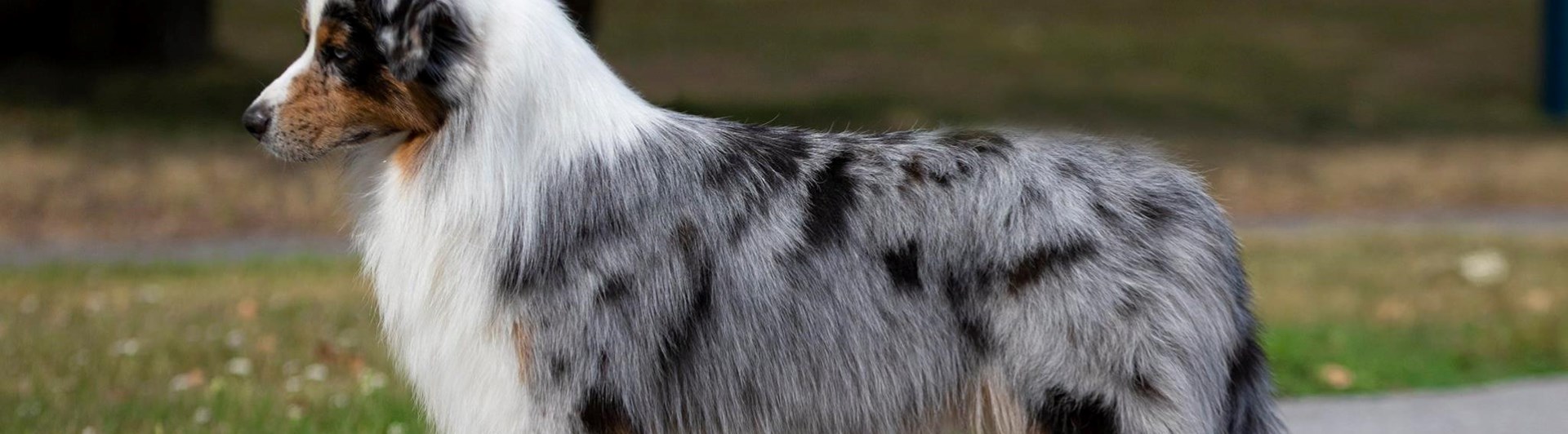 Australian Shepherd