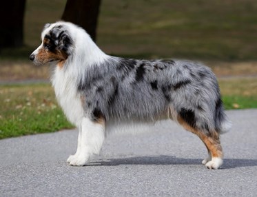 Australian Shepherd