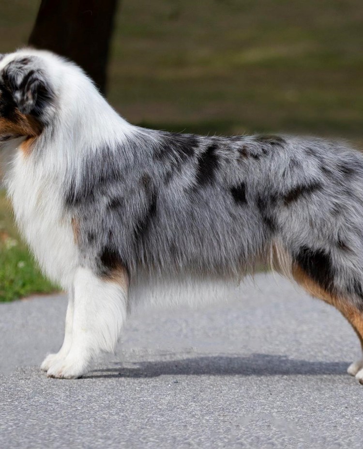 Australian Shepherd