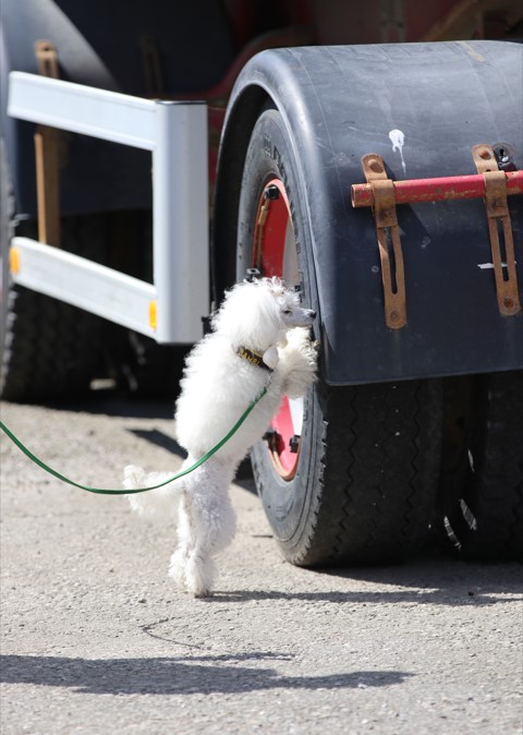 Specialsök av pudel på långtradardäck