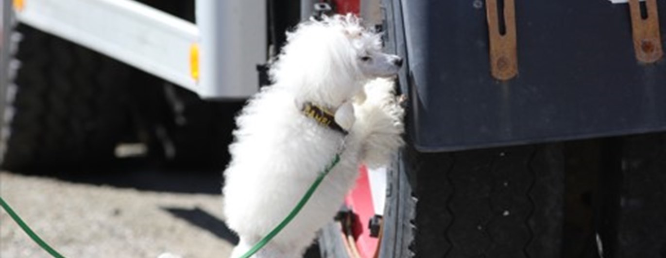 Specialsök av pudel på långtradardäck