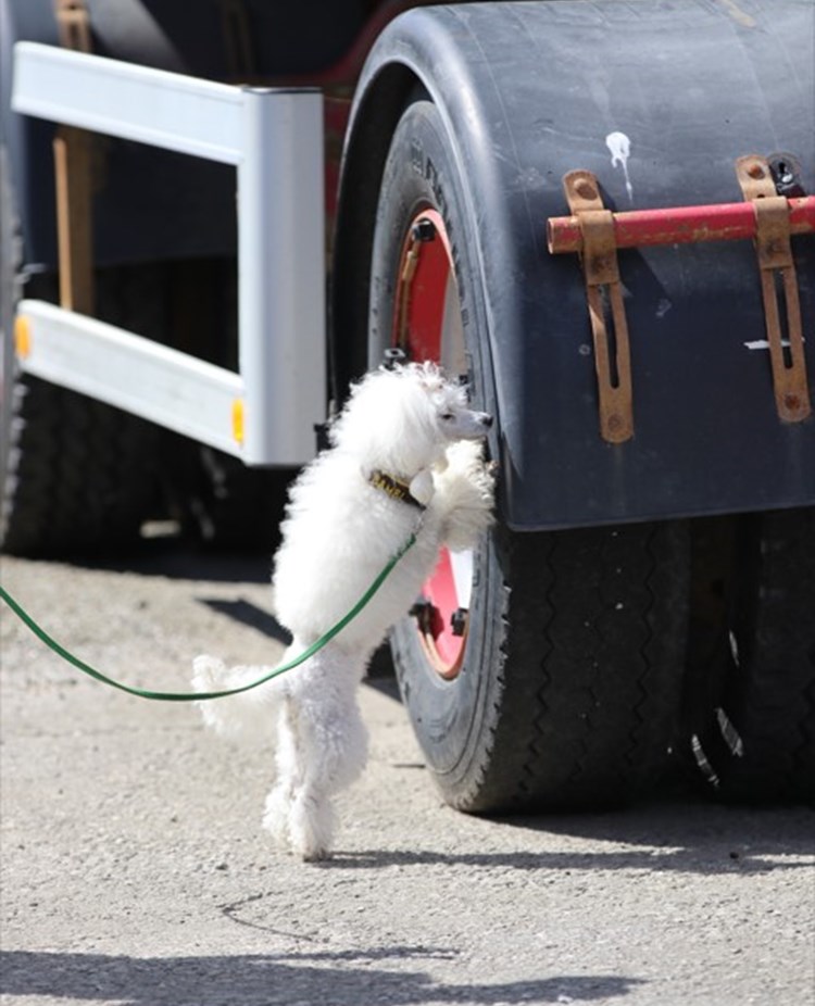 Specialsök av pudel på långtradardäck