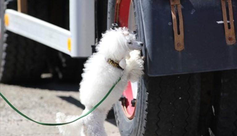 Specialsök av pudel på långtradardäck
