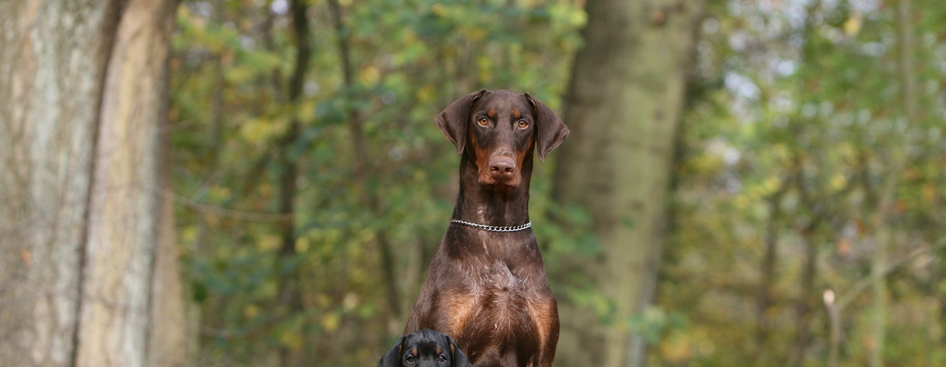 En brun dobermanntik sitter ute med en valp