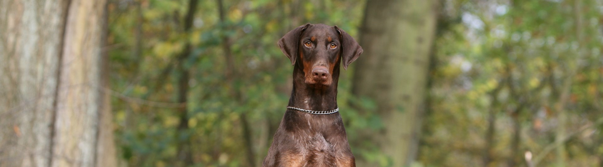 En brun dobermanntik sitter ute med en valp