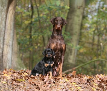 En brun dobermanntik sitter ute med en valp
