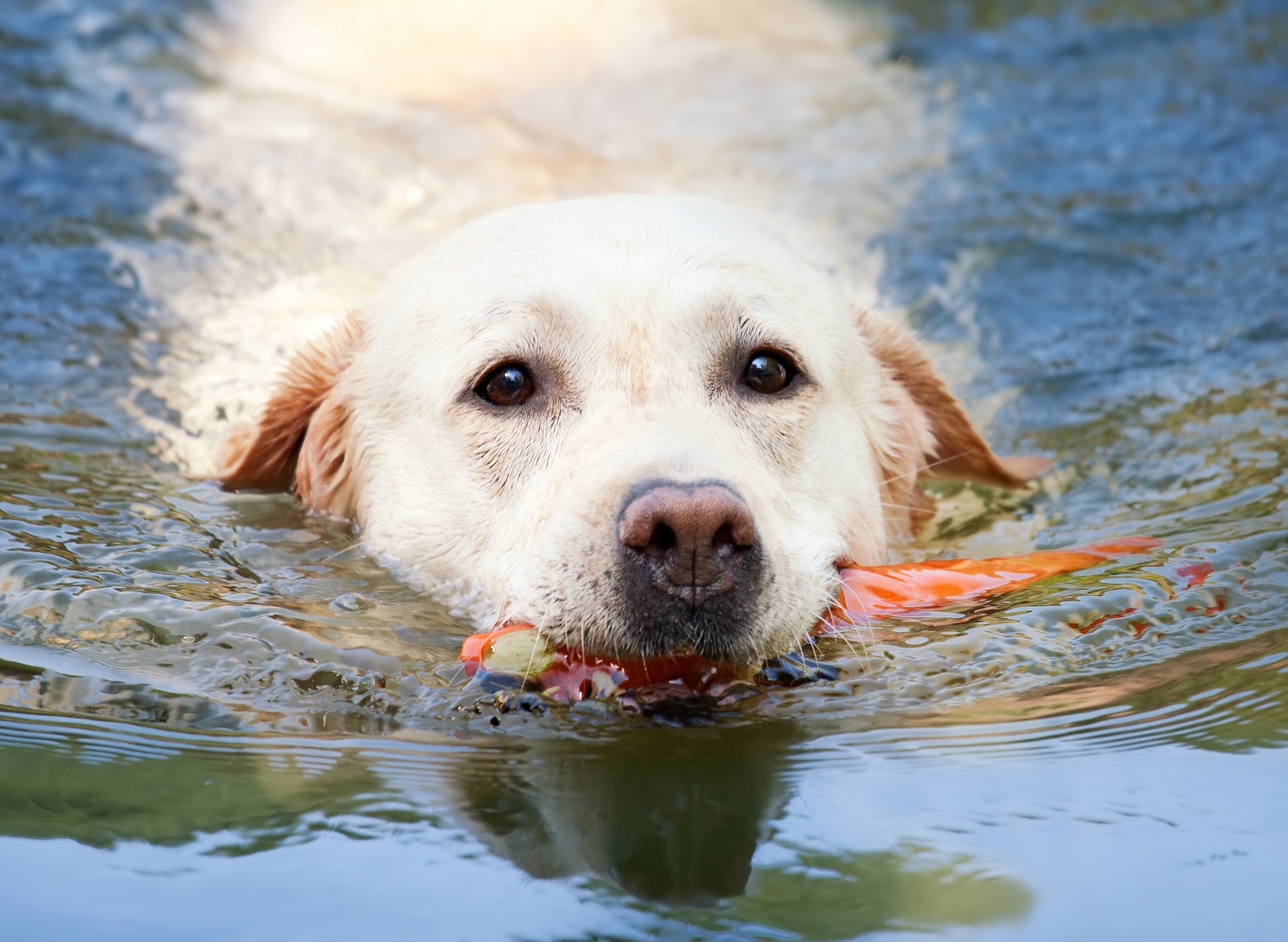 simmande hund