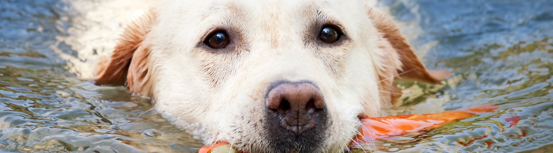 simmande hund
