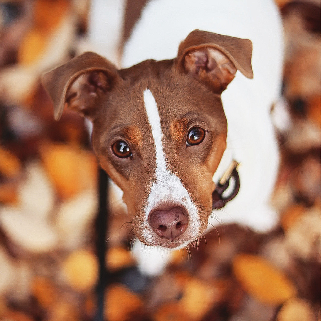 Hund som tittar in i kameran