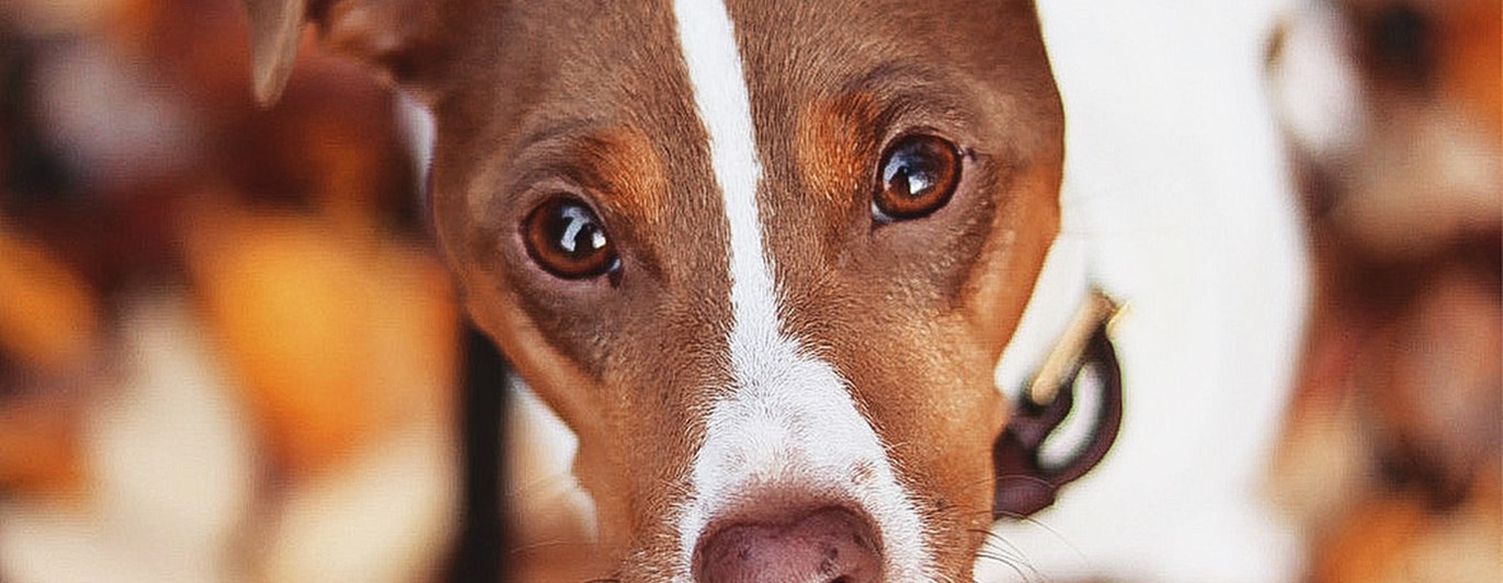 Hund som tittar in i kameran