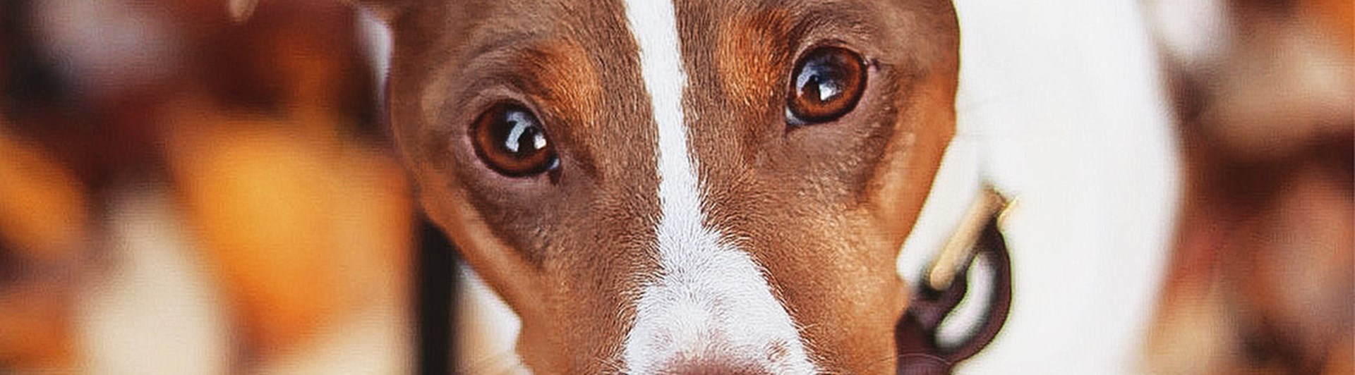 Hund som tittar in i kameran