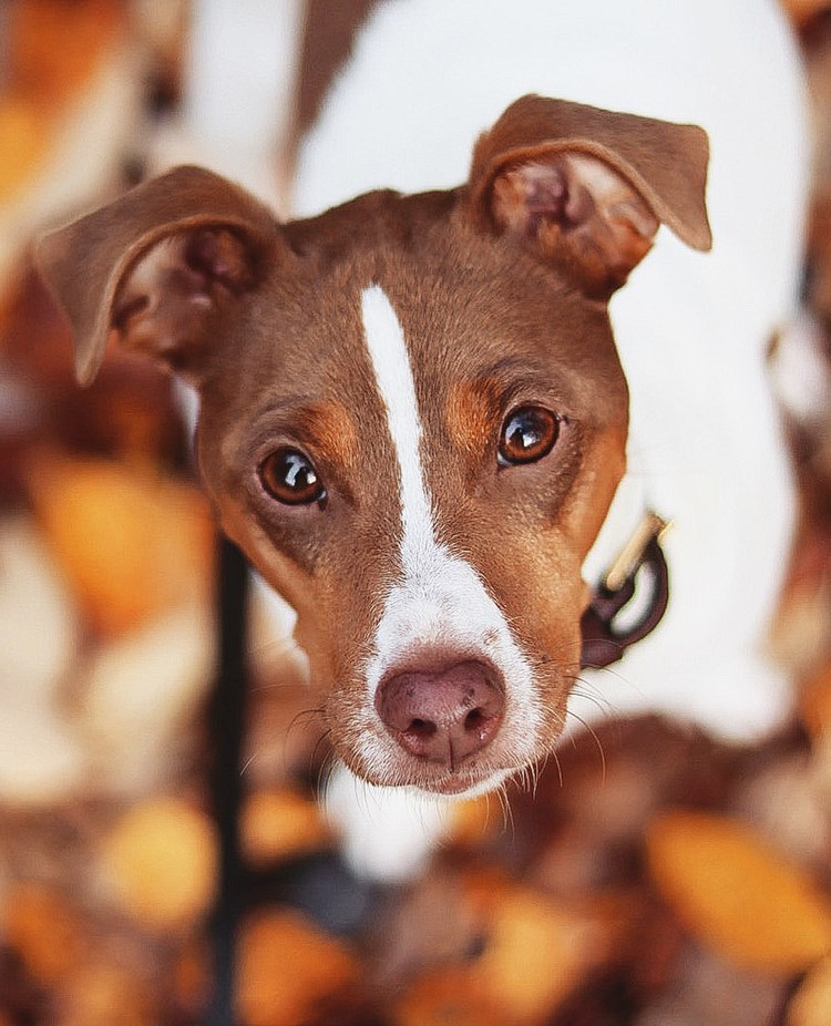 Hund som tittar in i kameran